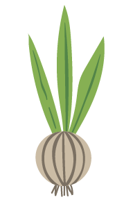 Drawing of a onion.